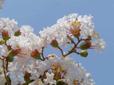 Crepe Myrtle