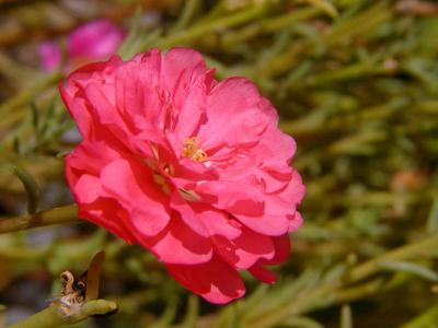 Portulacca