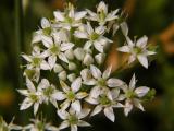 Garlic Chives Bloom