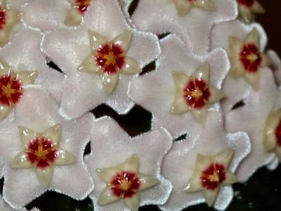 hoya. wachs- oder porzellanblume