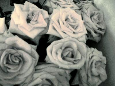 night roses