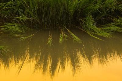 Savannah Grass Reflection