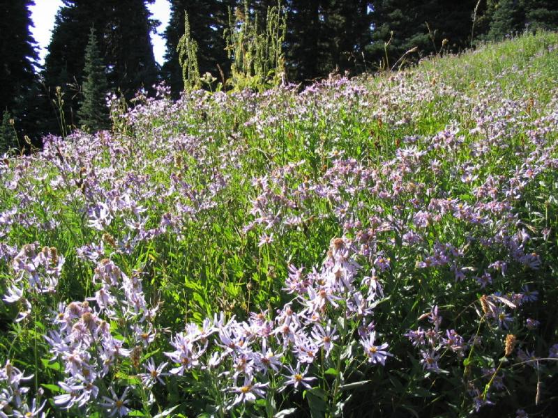 wild-flowers.JPG