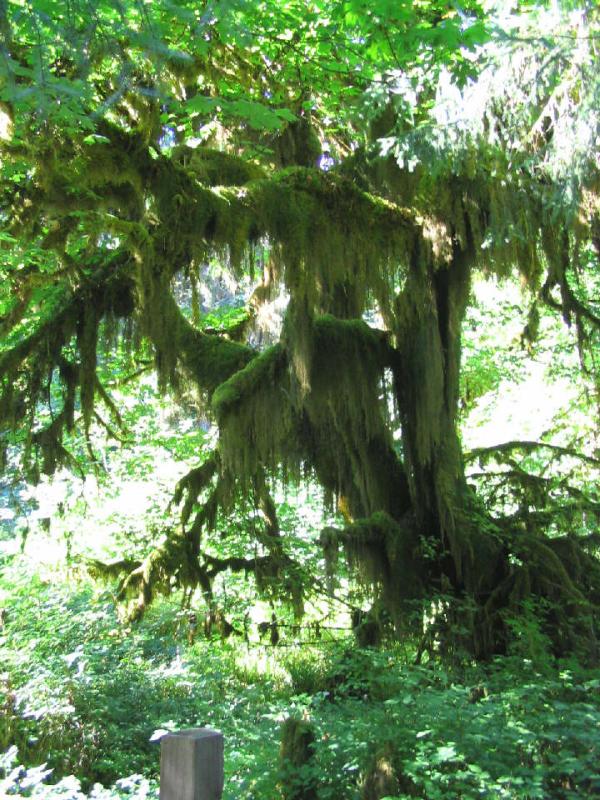 Shaggy tree.JPG