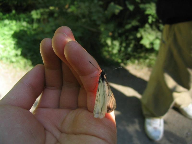 butterfly.JPG