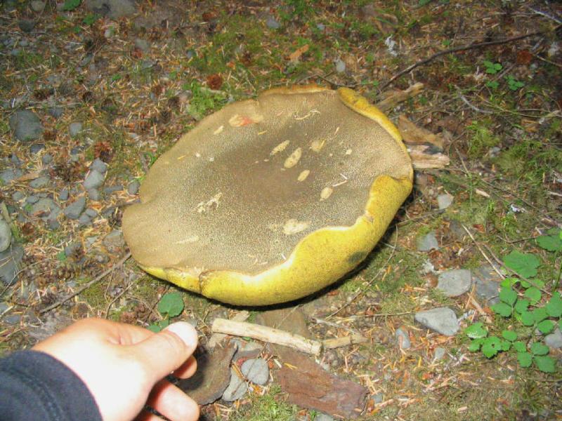 yellow mushroom.JPG