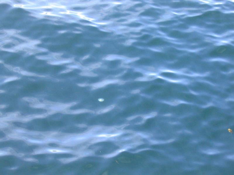 jellyfish.JPG