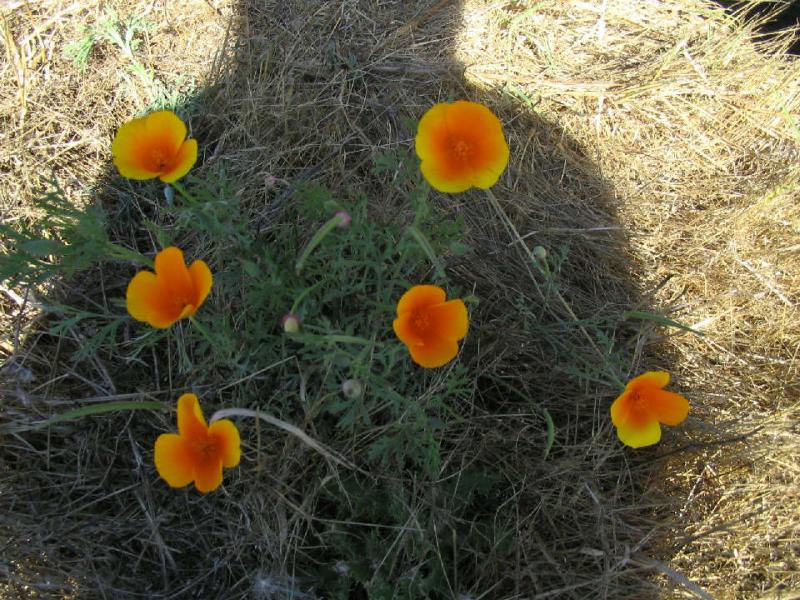 San Juan flowers.JPG