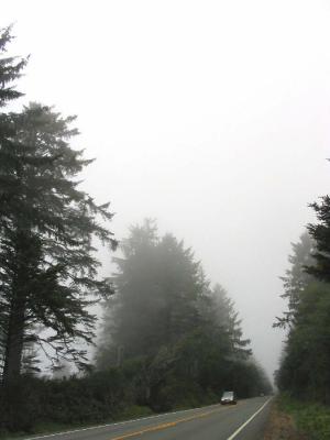 路边大树莽苍苍的静立,带着咸味的海雾漫漫的挂在林间。阳光穿不透这浓厚的幔帐。於是一连串的海滩都笼着神秘湿润的气氛。