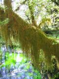mosses on the tree.JPG
