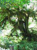 Shaggy tree.JPG