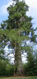 spruce_1.jpg