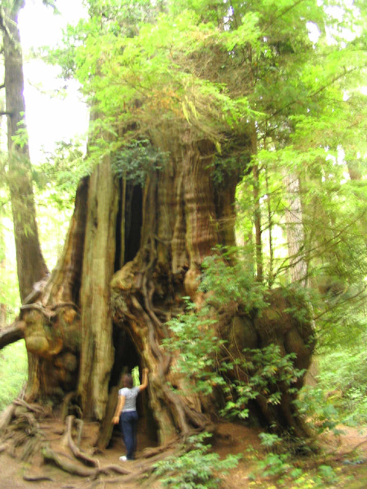 largest cedar.JPG