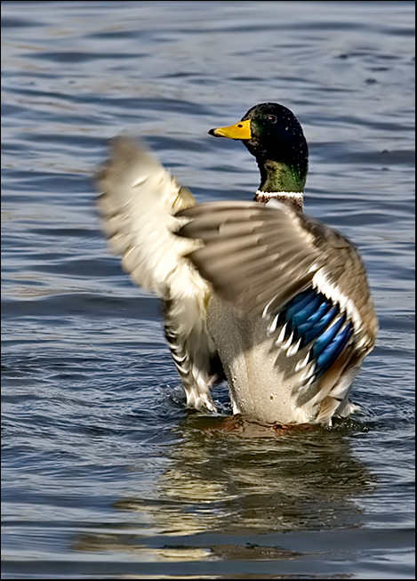 Mallard Drake...