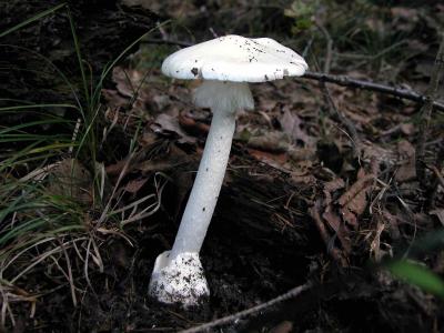 Amanita-virosa7411.jpg