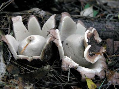 Geastrum-fimbriatum7380.jpg
