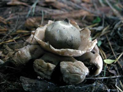 Geastrum-triplex7375.jpg   Collard Earthstar