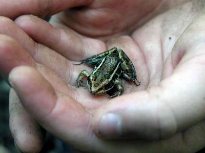 Leopard-frog7432.jpg