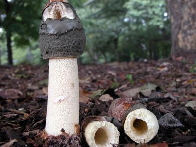 Phallus-raveneliiA1.jpg