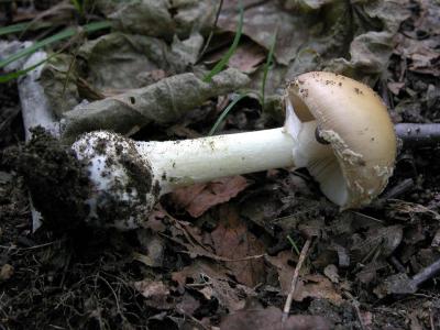 Amanita-crenulata7543.jpg