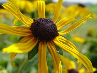 Rudbeckia - Black-eyed Susans