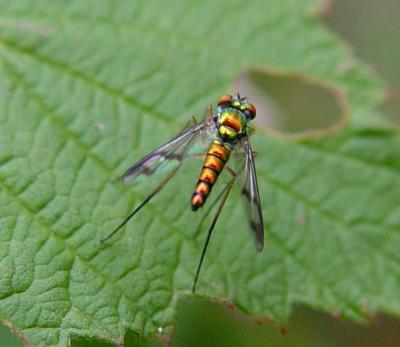 Long-Legged Fly - Dolichopodidae