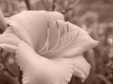 DSC05339.JPG