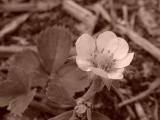 Strawberry blossom<br>DSC05344.JPG