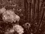 DSC05953.JPG