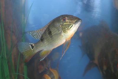 Walter the Fish