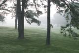 Mist & Trees