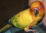 Clyde the Bird