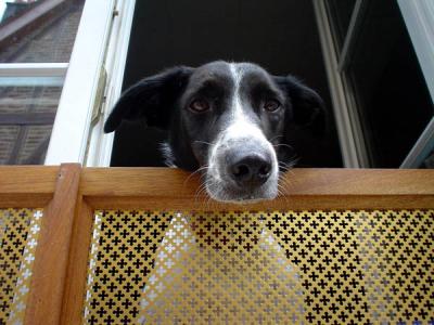 Chien