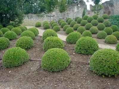 Cute Little Bushes
