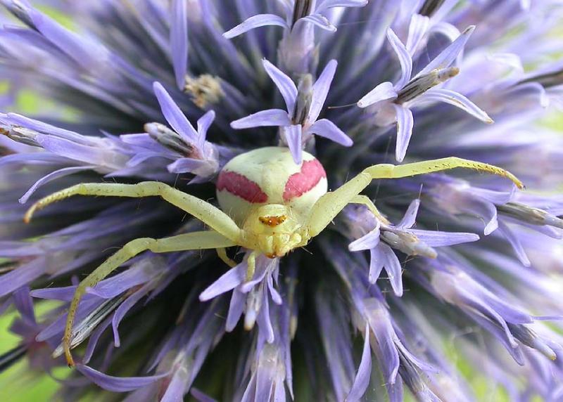 Misumena vatia