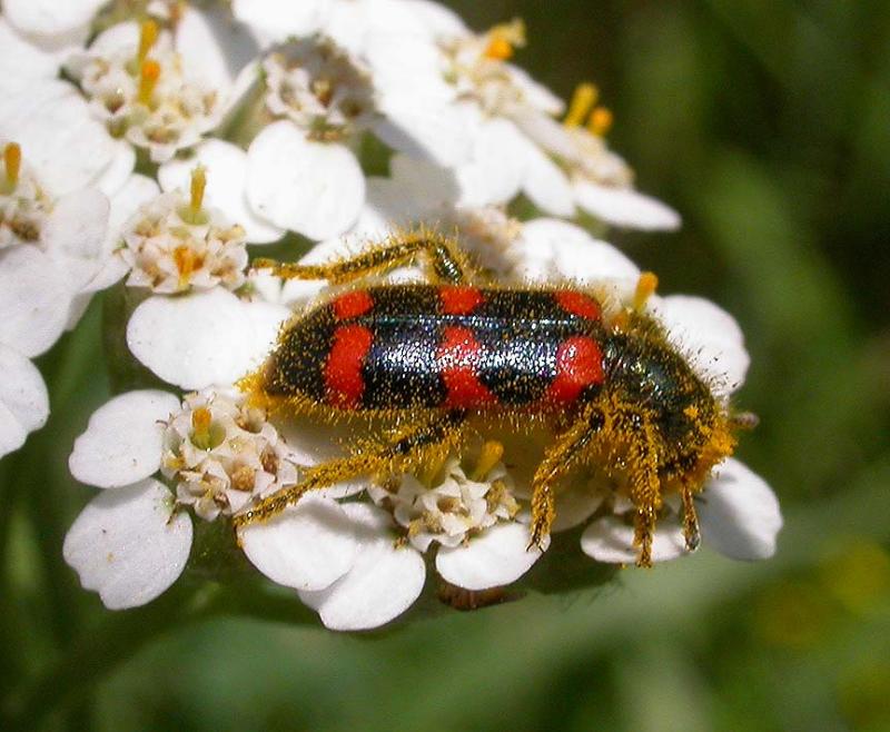 Red-blue Checkered Beetle -- <i>Trichodes nutalli</i> - view 2