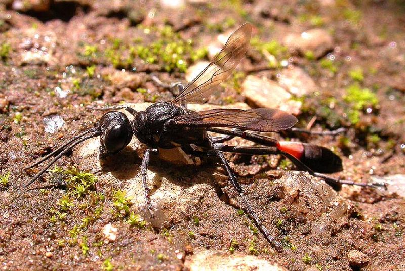 Sphecidae wasp -- Ammophila nigricans