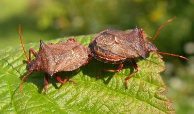 predatory stink bugs (mating) - Picromerus bidens (Linnaeus)