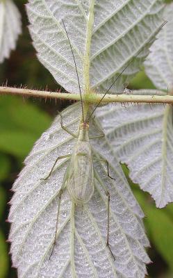 Tree Cricket - 1