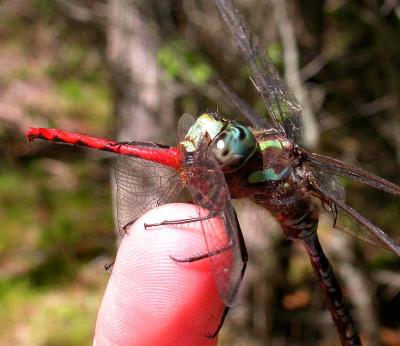 Canada Darner eating a Meadowhawk dragonfly