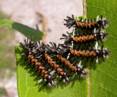 Milkweed Tiger Moth Caterpillars -- Euchaetias egle