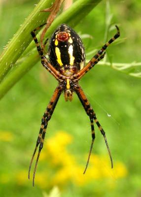 Argiope trifasciata  (underside of spider)