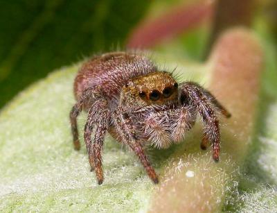 jumping spider on milkweed - front view - not identified