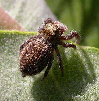 jumping spider on milkweed -- not identified -- top view