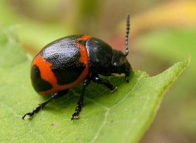 Labidomera spp.  -- Milkweed Beetle