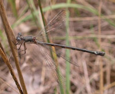 Lestes congener - Spotted Spreadwing