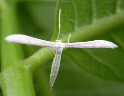 Pterophoridae sp.  (Plume moth)