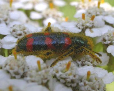 Red-blue Checkered Beetle -- Trichodes nutalli view 1
