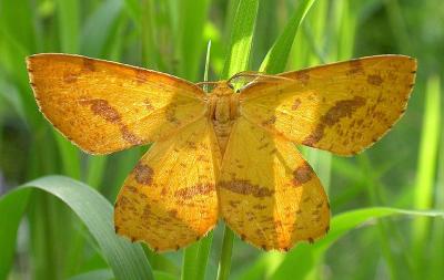 Xanthotype urticaria - 6740 - False Crocus Geometer moth