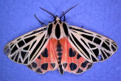 Grammia virgo - 8197 - Virgin Tiger moth